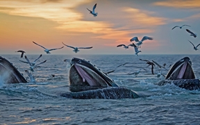 出现在马萨诸塞州海岸附近的座头鲸 