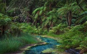 华卡雷瓦雷瓦森林的红木纪念树林，新西兰北岛 