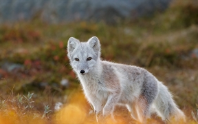 北极狐，挪威多弗勒山-松达尔国家 