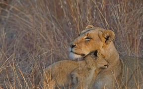 草丛中的母狮和它的幼崽，南非 