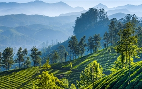 慕那尔山区的茶园，印度喀拉拉邦 