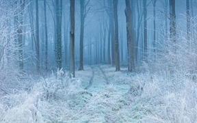 白霜覆盖下的山毛榉林，英格兰多塞特郡 