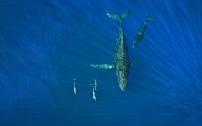 在海洋里畅游的座头鲸和海豚，美国夏威夷州 