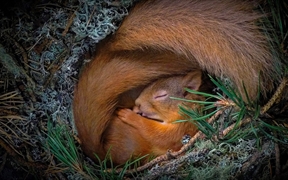 小窝中安睡的欧亚红松鼠，苏格兰高地 