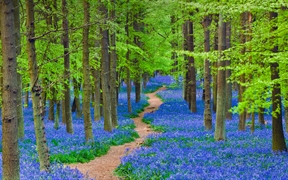 一条蜿蜒穿过开满蓝铃花森林的小径，英格兰赫特福德郡 