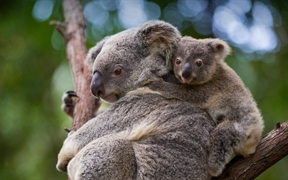 考拉熊妈妈和8个月大的宝宝，澳大利亚昆士兰 