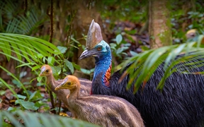 双垂鹤鸵爸爸和它的宝宝们，澳大利亚 