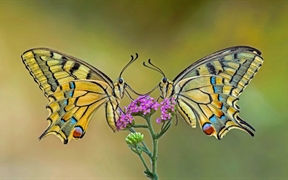 停在同一朵花上的两只金凤蝶 