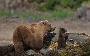 卡特迈国家公园和保护区的棕熊妈妈和幼崽，阿拉斯加 