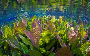 大自然的水族馆中的水下景观，巴西 