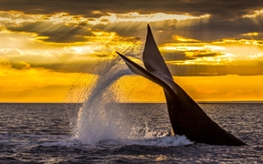 在新湾潜水的南露脊鲸，阿根廷瓦尔德斯半岛 