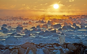哈德逊湾边缘的北极熊，加拿大 