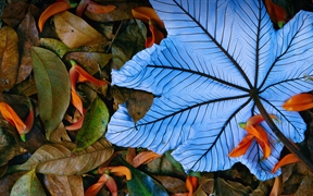 一片飘落在龙虾爪瓣上的号角树树叶，墨西哥 