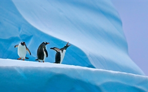 南极洲的巴布亚企鹅 