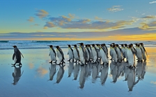 王企鹅，福克兰群岛 