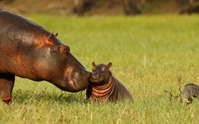 河马妈妈和宝宝，乔贝国家公园，博茨瓦纳 