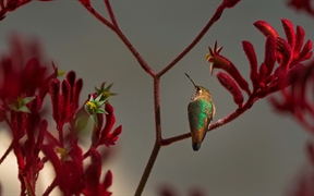 栖息在红袋鼠爪枝干上的艾氏煌蜂鸟 