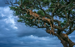 正在睡觉的母狮, 塞伦盖蒂国家公园，坦桑利亚 