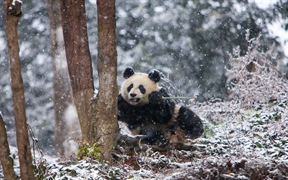 成都大熊猫繁育研究基地，中国 