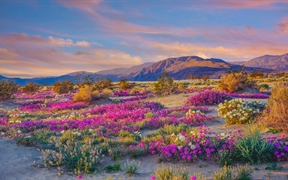 安沙波利哥沙漠州立公园的野花，加利福尼亚州，美国 