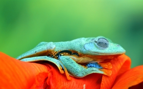 爪哇树蛙 