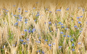 大麦和矢车菊, 诺德豪森, 德国 