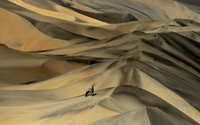 沙丘中的南非剑羚，纳米比亚 