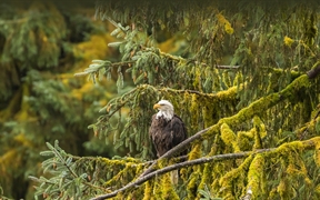 秃鹰，通加斯国家森林，阿拉斯加，美国 