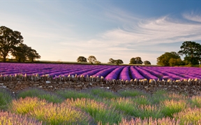 萨默塞特郡的薰衣草田，英国 