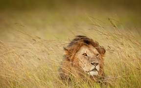 马赛马拉的一头狮子，肯尼亚 