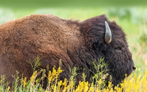 美洲野牛，大提顿国家公园，怀俄明州 