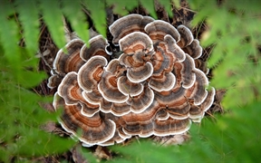 火鸡尾蘑菇，布里瓦德，北卡罗来纳州，美国 