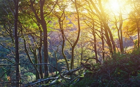格莱纳里夫森林公园的日落，安特里姆郡，爱尔兰 