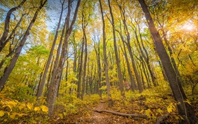 仙纳度国家公园的秋色，弗吉尼亚州 