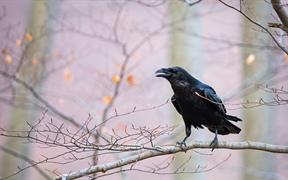 普通乌鸦坐在树枝上 