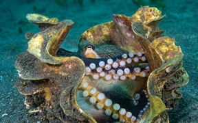 巨型蛤壳中的条纹蛸，苏拉威西海，印度尼西亚 