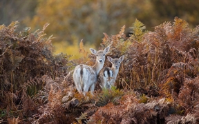 布拉德盖特公园的小鹿，莱斯特郡，英国 