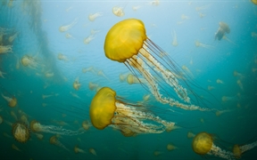 卡梅尔海岸的太平洋海荨麻水母，加利福尼亚，美国 