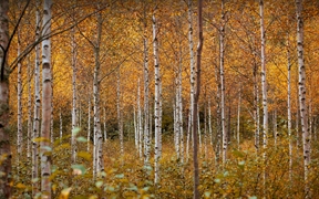 秋天的白桦树，德拉门，挪威 