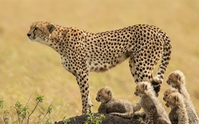 一只猎豹妈妈和她的幼崽，马赛马拉国家保护区，肯尼亚 