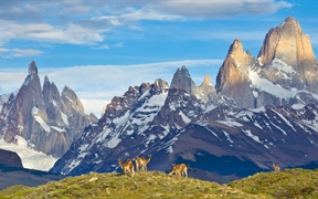 原驼，冰川国家公园，阿根廷 