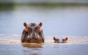 河马妈妈和小河马，南卢安瓜国家公园，赞比亚 