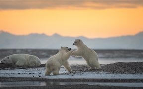 玩耍的北极熊幼崽，卡克托维克，阿拉斯加州，美国 