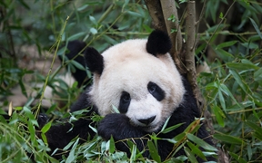 正在吃竹子的大熊猫，中国成都 