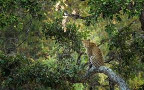 树上的豹子，克鲁格国家公园，南非 