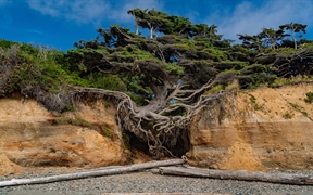 卡拉洛奇树，又名生命之树，卡拉洛奇海滩，奥林匹克国家公园，华盛顿州，美国 