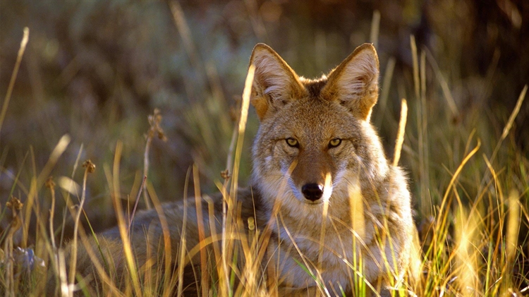 美国科罗拉多州 ，甘尼森黑峡谷国家公园里的郊狼
