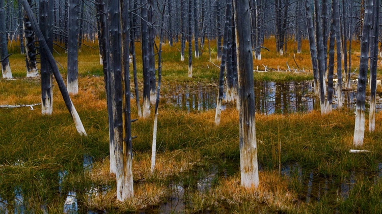 美国怀俄明州 ，黄石国家公园内一场森林火灾后的景象