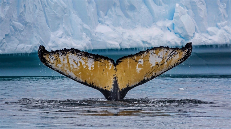 西尔瓦小海湾，成年座头鲸