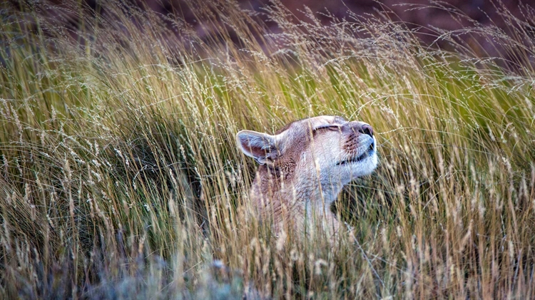 智利 ，百内国家公园里的一只美洲狮